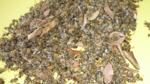 Continúa la mortandad de miles de abejas en los apiarios del Municipio de Hopelchén, debido a las fumigaciones aéreas con herbicidas altamente tóxicos. Sin embargo, la Sader culpó a las abejas de posarse sobre plantas o flores contaminadas.