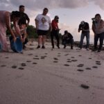 RETRASOS DE PERMISOS Y PERROS ABANDONADOS PONEN EN RIESGO LA PROTECCIÓN DE TORTUGAS EN SEYBAPLAYA