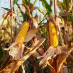 MÁS DE 2 MIL PRODUCTORES SIGUEN SIN SEMILLAS DE MAÍZ POR DESABASTO EN CAMPECHE: SDA
