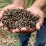 SUPREMA CORTE ANALIZARÁ PRESUNTA OMISIÓN DEL GOBIERNO DE CAMPECHE EN DEFENSA DE LAS ABEJAS