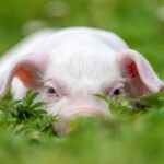 Detecta Gran Bretaña 1er. caso humano de cepa de virus porcino
