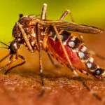 ¡Alerta por dengue! Hay 430 casos en Campeche