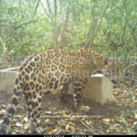 Por intensa sequía muere ganado y animales silvestres llegan sedientos a jagüeyes y bebederos secos