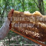 JUEZA FEDERAL ORDENA PROTECCIÓN ABSOLUTA PARA LAS ABEJAS Y EL ECOSISTEMA