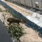 ASUSTADO, VENADO ES CAPTADO EN LA ESTACIÓN CAMPECHE DEL TREN MAYA