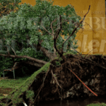 CAE ÁRBOL EN LA IGLESIA DE GUADALUPE TRAS FUERTES VIENTOS DEL HURACÁN MILTON