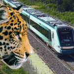 EL JAGUAR Y OTRAS ESPECIES EN PELIGRO DE EXTINCIÓN CLASIFICADOS COMO RIESGO PARA EL TREN MAYA