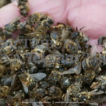 ACUSADO DE MORTANDAD DE ABEJAS EN HOPELCHÉN NO LLEGÓ A LA AUDIENCIA INICIAL Y LA REPROGRAMAN