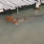 ESTREMECEDOR VIDEO DE COCODRILO SE HACE VIRAL
