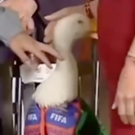 MERLÍN PICOTEÓ A SHEINBAUM EN LA MAÑANERA