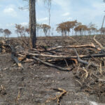 PROFEPA CLAUSURA 205 HECTÁREAS EN CAMPECHE POR DESMONTE ILEGAL DE SELVA