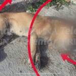 LEY SABINA EXIGE INVESTIGAR PRESUNTO ENVENENAMIENTO DE LOMITO EN LA COLONIA REVOLUCIÓN