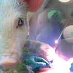 TRASPLANTAN HÍGADO Y RIÑONES DE CERDO A UN HUMANO: FIA