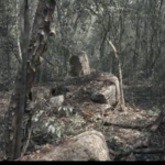 DESCUBREN EN CALAKMUL UNA CIUDAD MAYA OCULTA DURANTE MÁS DE MIL AÑOS