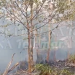 EVACUAN A FAMILIAS DE LA COLONIA JARDINES, EN XPUJIL POR INCENDIO EN PASTIZAL