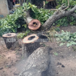 FUERTE VIENTO PROVOCA CAÍDA DE ÁRBOL Y ATAQUE DE ABEJAS A FAMILIA EN CHEKUBUL