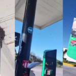 ENJAMBRE DE ABEJAS PARALIZA GASOLINERA