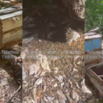 DENUNCIAN NUEVA MORTANDAD DE ABEJAS EN SUC-TUC; CON LAS MÁS DE 50 COLMENAS PERDIDAS EN MENOS DE UN MES SUMAN CASI 100