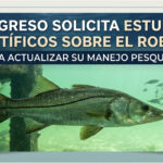 CAMPECHE: POR UNANIMIDAD, EL CONGRESO SOLICITA ESTUDIOS CIENTÍFICOS SOBRE EL ROBALO PARA ACTUALIZAR SU MANEJO PESQUERO