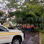 PROTECCIÓN CIVIL MUNICIPAL RETIRA ÁRBOL EN AV CONCORDIA