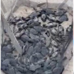 MUEREN CERCA DE 100 TORTUGAS MARINAS EN CORRAL DE LA ALCALDESA ATENEA GÓMEZ, DENUNCIAN
