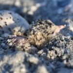  VEHÍCULO INGRESA A ZONA PROTEGIDA Y MATA CRÍAS DE MONJITA AMERICANA EN PLAYA NORTE