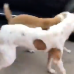 PELEA ENTRE PERROS CALLEJEROS INTERRUMPEN SALUDO A CLAUDIA SHEINBAUM DURANTE GIRA EN ACAPULCO