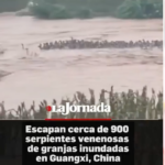 ¡TERROR ENTRE LAS INUNDACIONES! CIENTOS DE SERPIENTES VENENOSAS ESCAPAN Y DEJAN VÍCTIMAS, UNA DE ELLAS MORTAL, EN CHINA